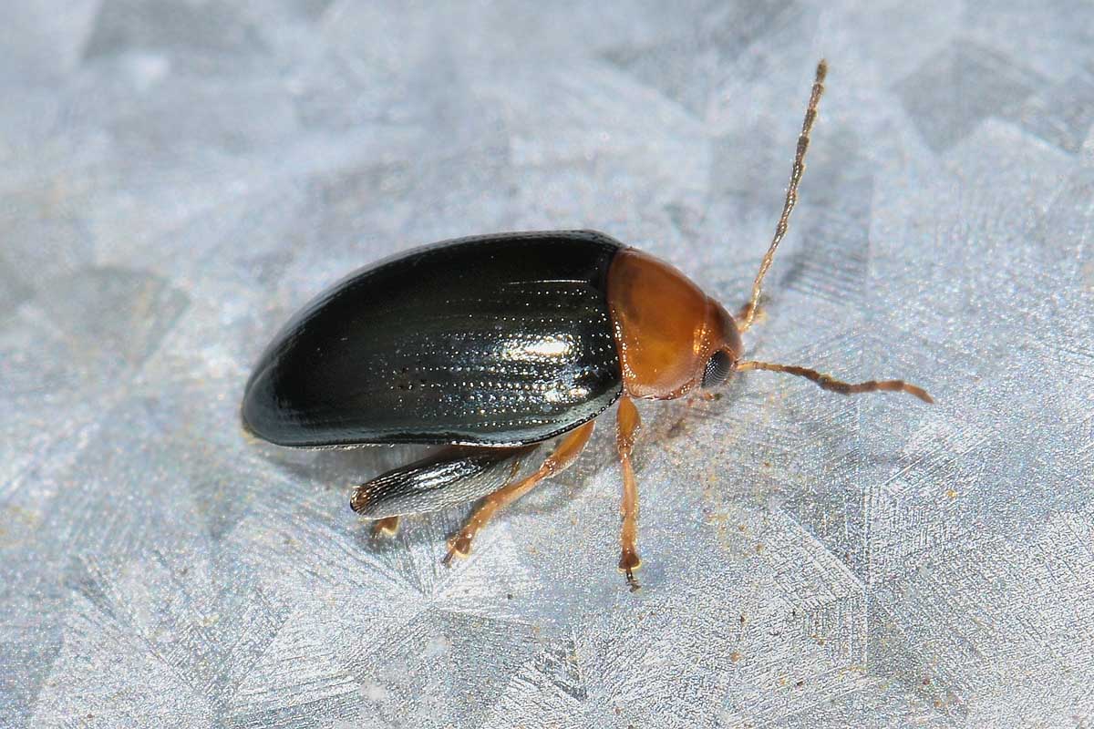 Chrysomelidae: Psylliodes chrysocephalus? S.